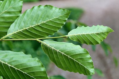 Fagus orientalis - buk východní - listy - rub